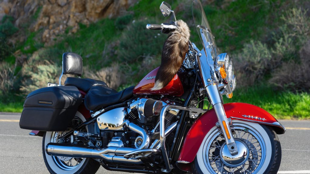 Thinking of Buying a Cruiser Motorcycle? Consider These 4 Disadvantages First